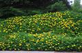 Hypericum calycinum